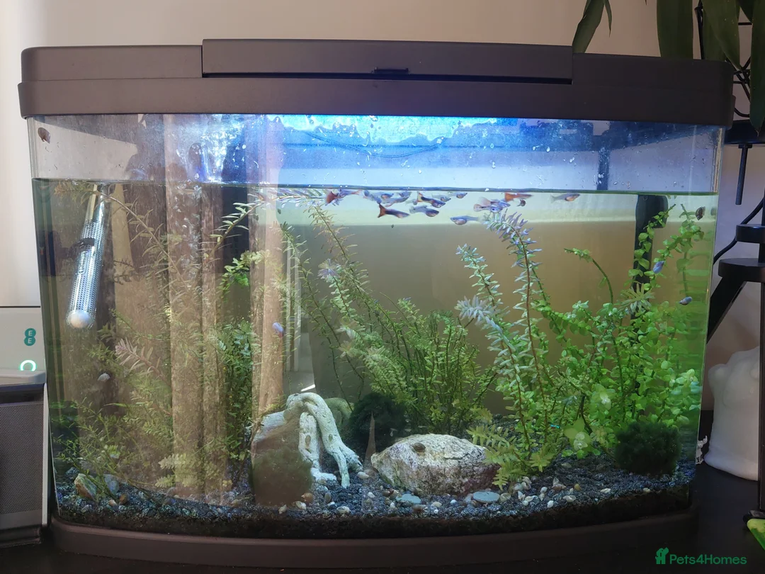 Other/Mixed Breed fish for sale: Full fish tank set up in Cannock - Advert 3