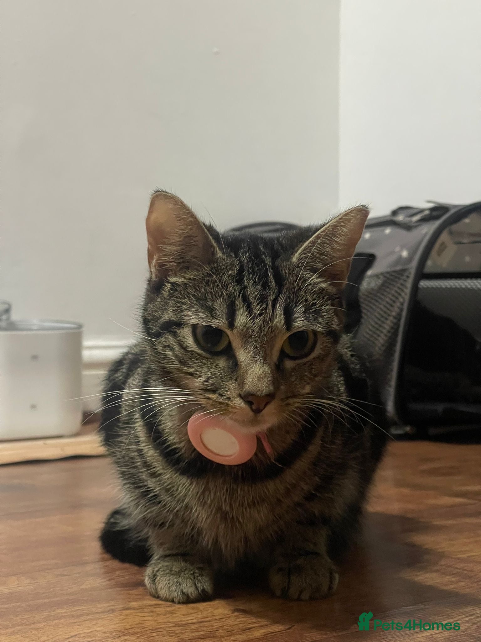 Mixed Breed cats ADORABLE KITTENS LOOKING FOR A FOREVER HOME 💗 - Advert 8