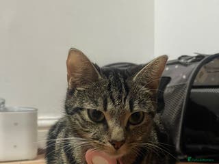 Mixed Breed cats ADORABLE KITTENS LOOKING FOR A FOREVER HOME 💗 - Advert 11