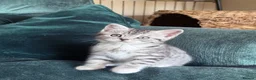 British Shorthair cats for sale: Silver Spotted British Shorthair Kittens - Advert 22