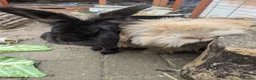 Lionhead rabbits for sale: Two lionhead rabbits brother and sister in Rotherham - Advert 3