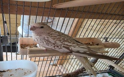 Cockatiels birds for sale: Beautiful Adult Hen Cockatiel - Image 3