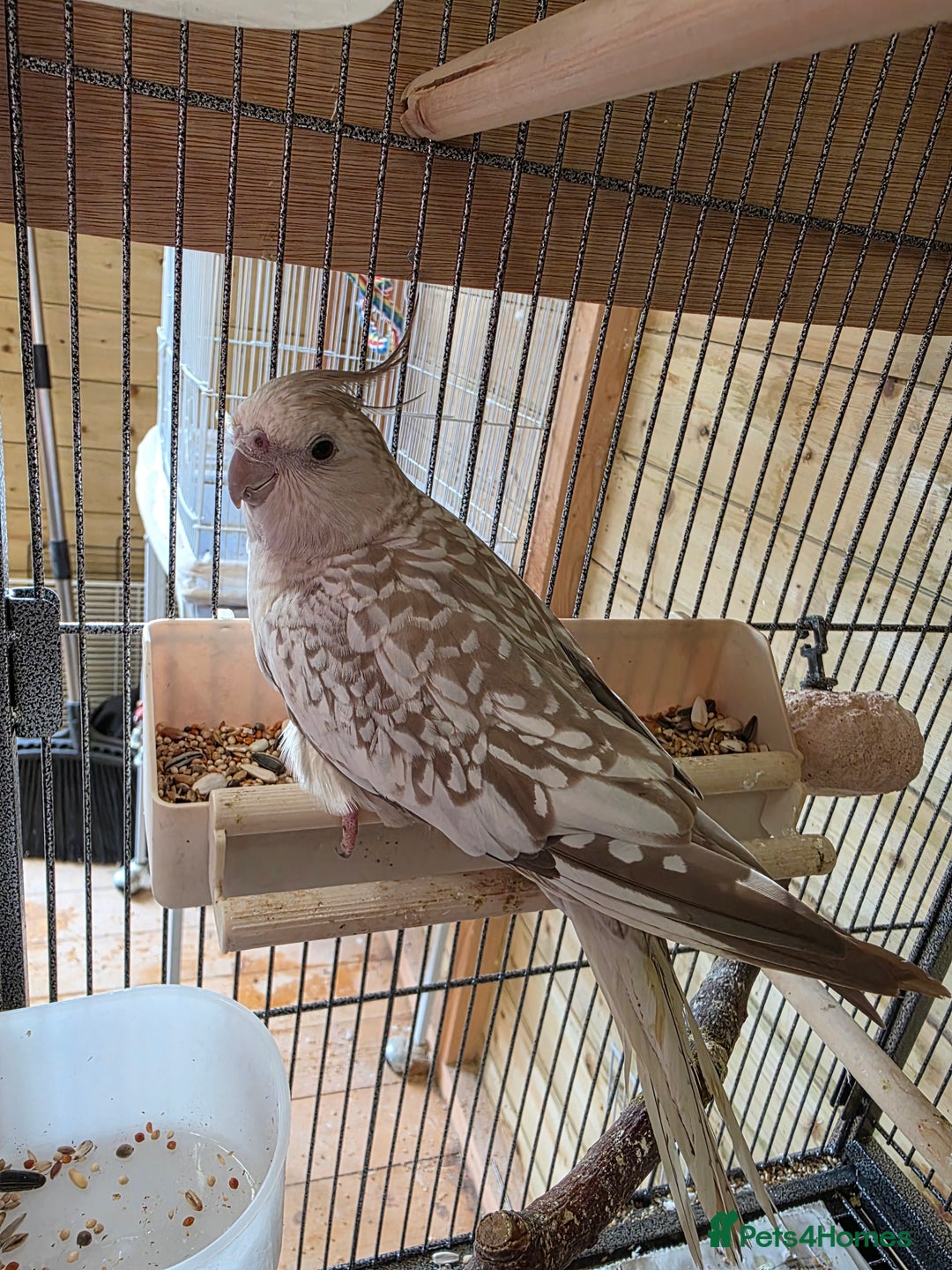 Cockatiels birds for sale: Beautiful Adult Hen Cockatiel - Image 3