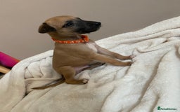 Whippet dogs for sale: 6 stunning whippet puppies  - Image 6