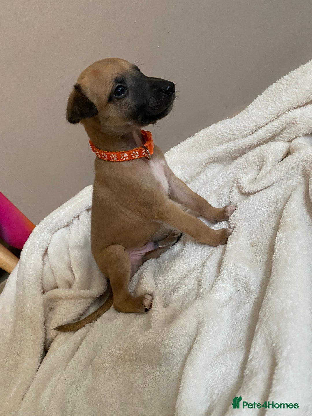 Whippet dogs for sale: 6 stunning whippet puppies  - Image 6