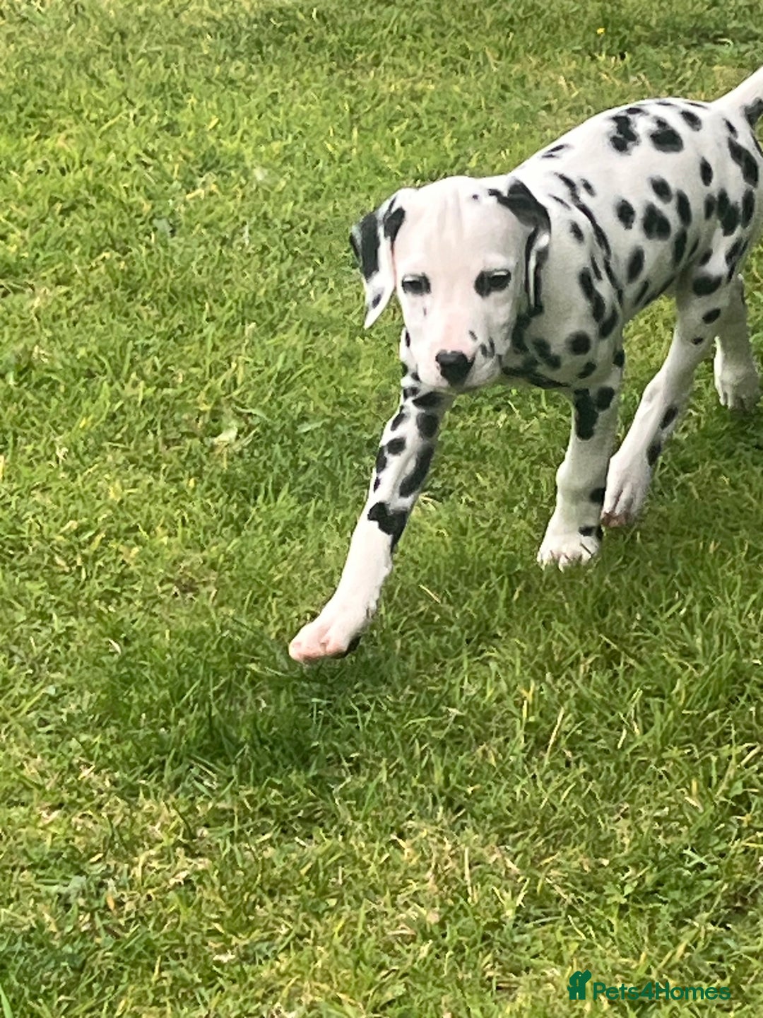 Dalmatian dogs for sale: 2 Gorgeous Male Dalmatians - Image 2