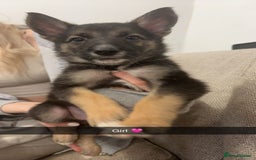 Mixed Breed dogs for sale: German shepherd x border collie puppies  - Image 5