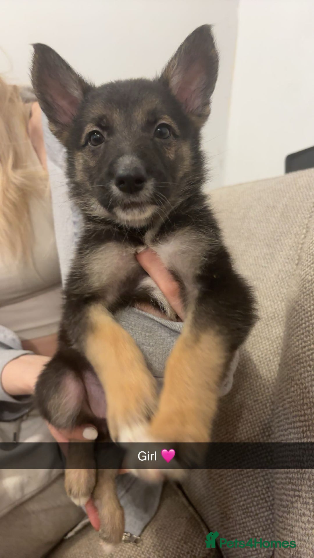 Mixed Breed dogs for sale: German shepherd x border collie puppies  - Image 5