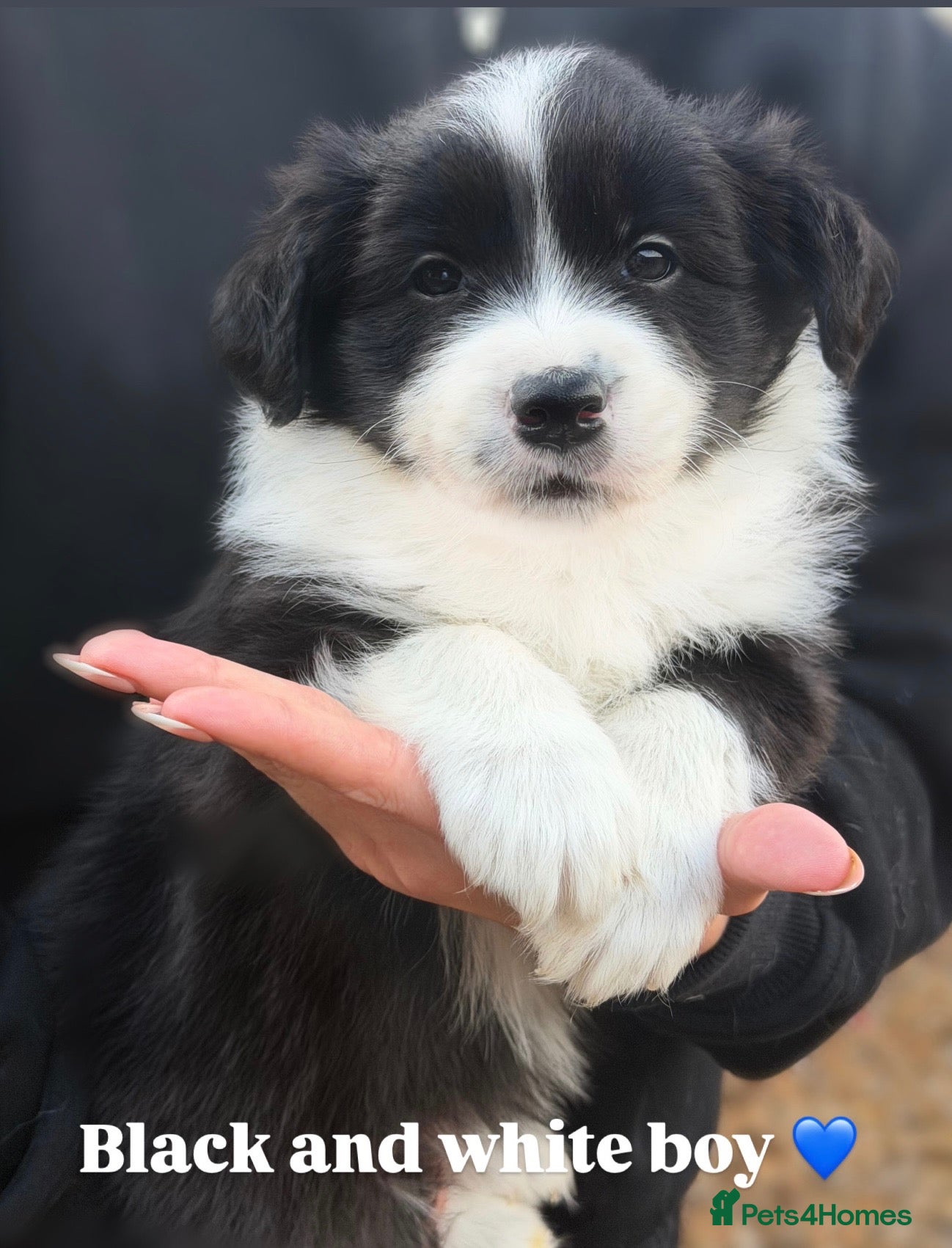 Border Collie dogs Beautiful Champion Line Puppies  - Advert 1