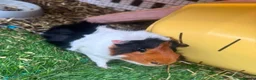 Guinea Pig rodents for sale: Male guenia pigs - Advert 3