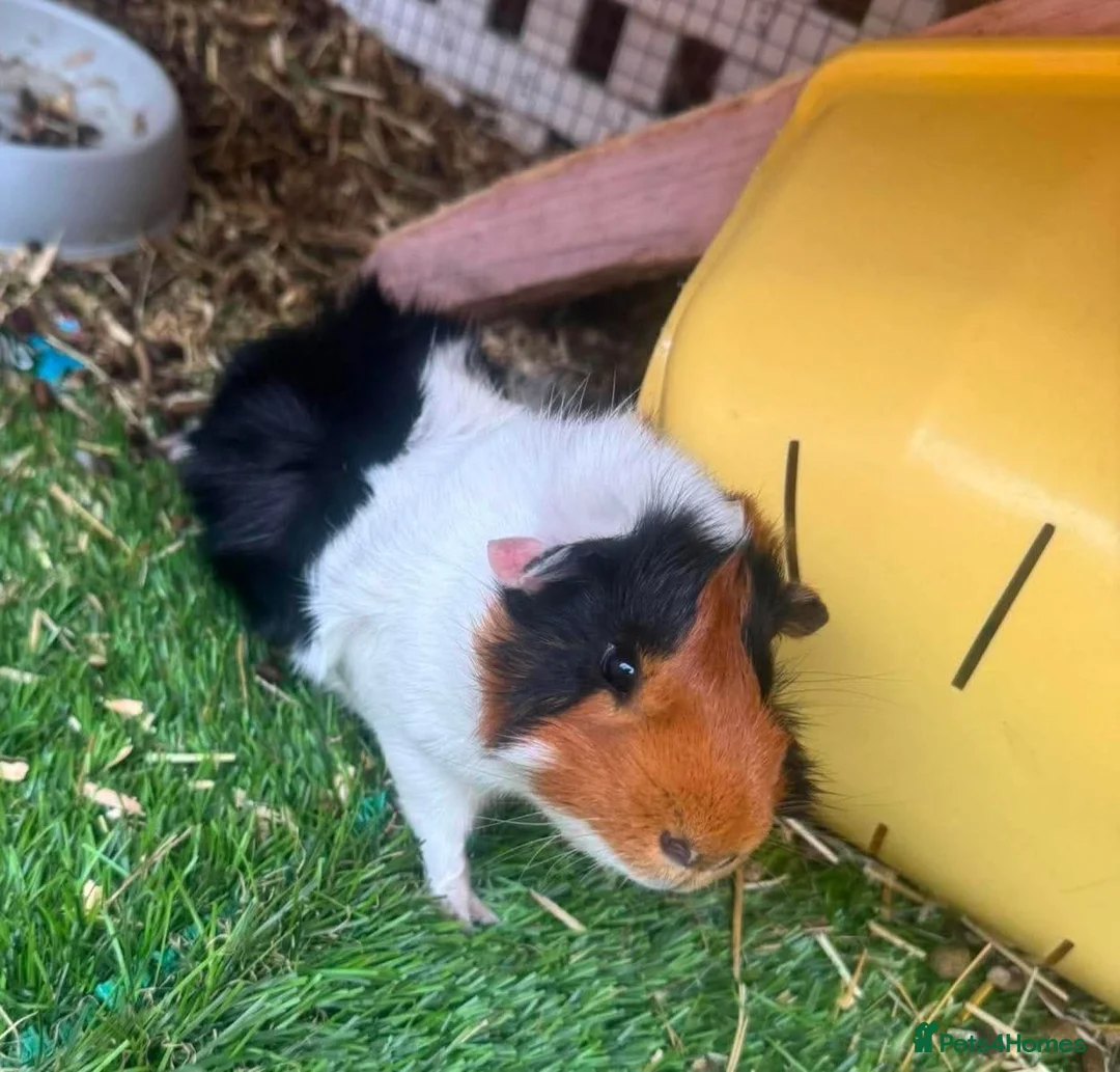 Guinea Pig rodents for sale: Male guenia pigs - Advert 3