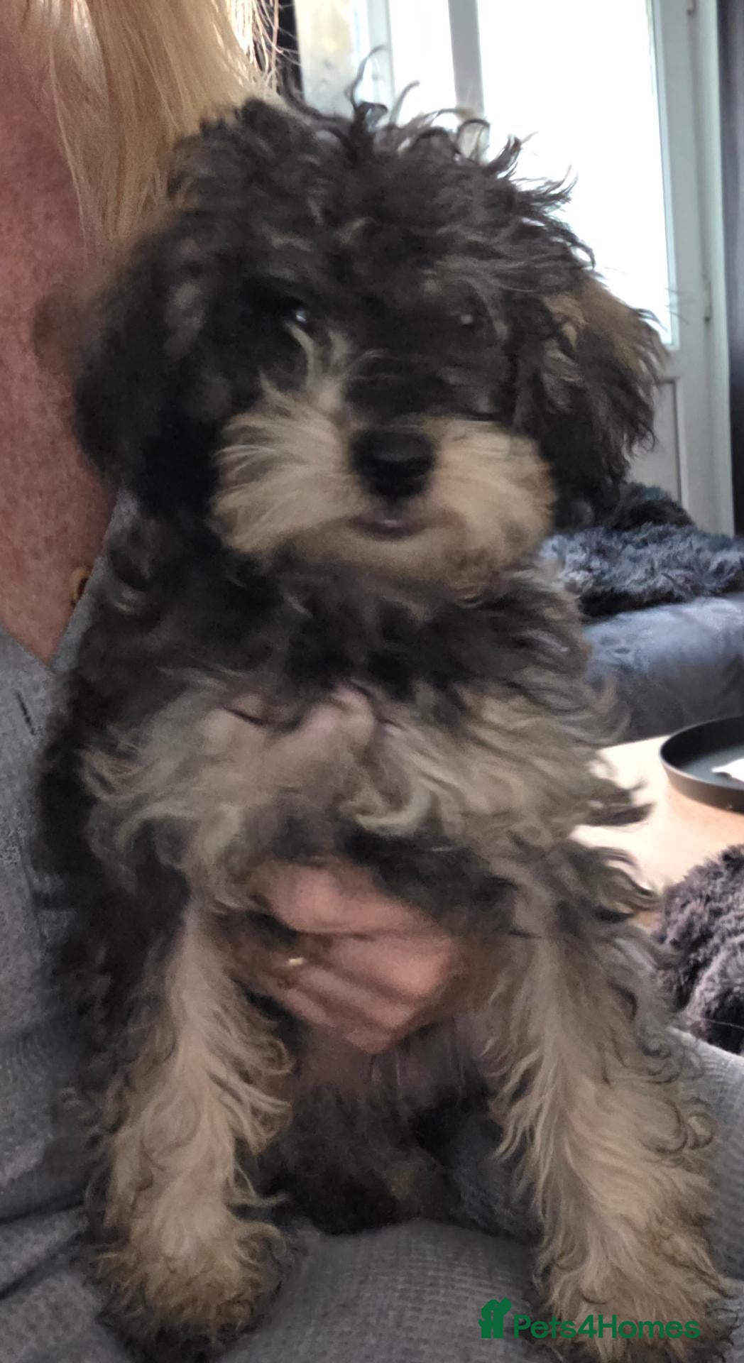 Jackapoo dogs Toy poodle 3/4 puppies  - Advert 3