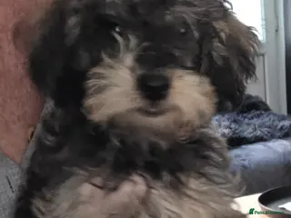 Jackapoo dogs Toy poodle 3/4 puppies - Advert 3