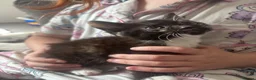 Domestic Shorthair cats for sale: Female Kittens - Advert 6