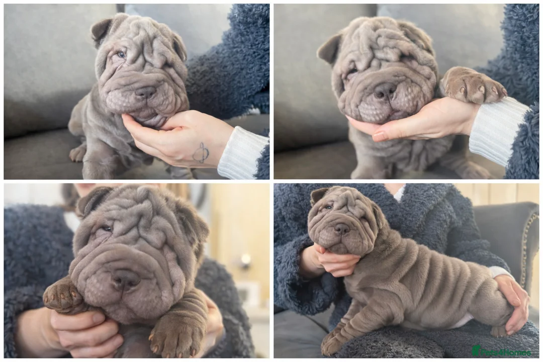 Shar Pei dogs for sale: Sharpei meat mouth blue  - Advert 1