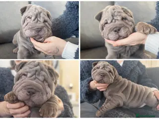 Shar Pei dogs Sharpei meat mouth blue - Advert 1