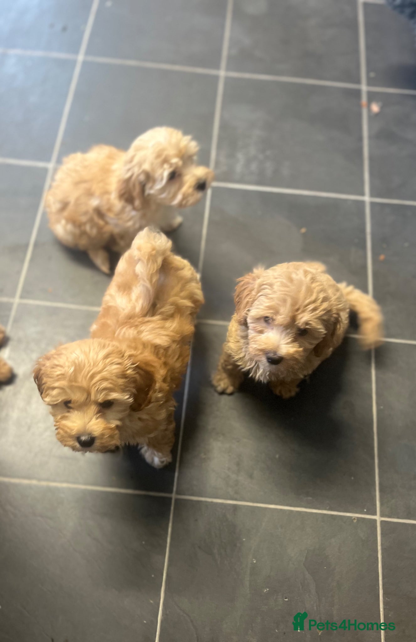 Maltipoo dogs LAST FEW BOY MALTIPOOS BOYS ONLY DNA CLEAR  - Advert 1