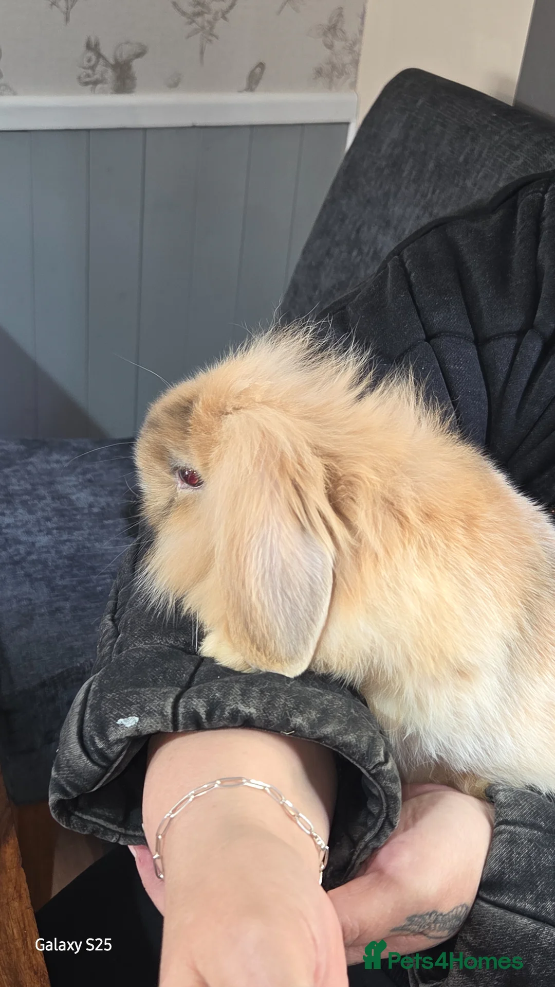 Mixed Breed rabbits for sale: 2 females lion head and 1 male lop hear buck in Dudley - Advert 2