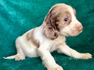 Sprocker dogs Last Merle dog pup cocker spaniel - Advert 1