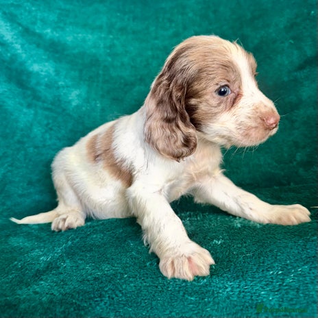 Sprocker dogs Last Merle dog pup cocker spaniel - Advert 2