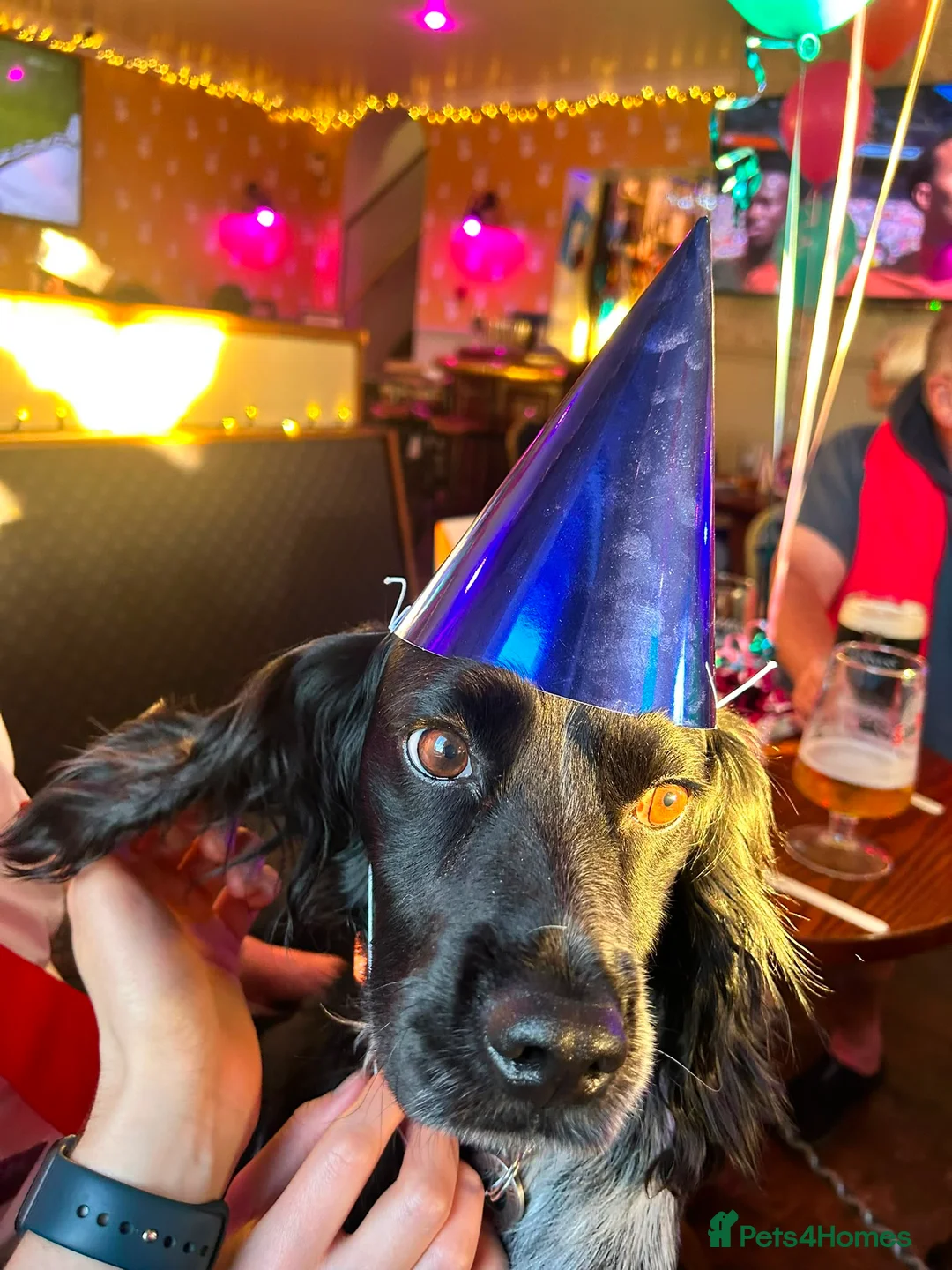 Mixed Breed dogs for adoption: George – Your Shadow, Snuggle Buddy & Best Friend in Nottingham - Advert 2