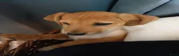 Jack Russell dogs for sale: Adorable Jack Russel Puppies  - Advert 8