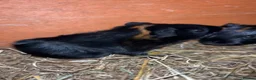 Guinea Pig rodents for sale: Baby guinea pigs for sale  - Advert 2