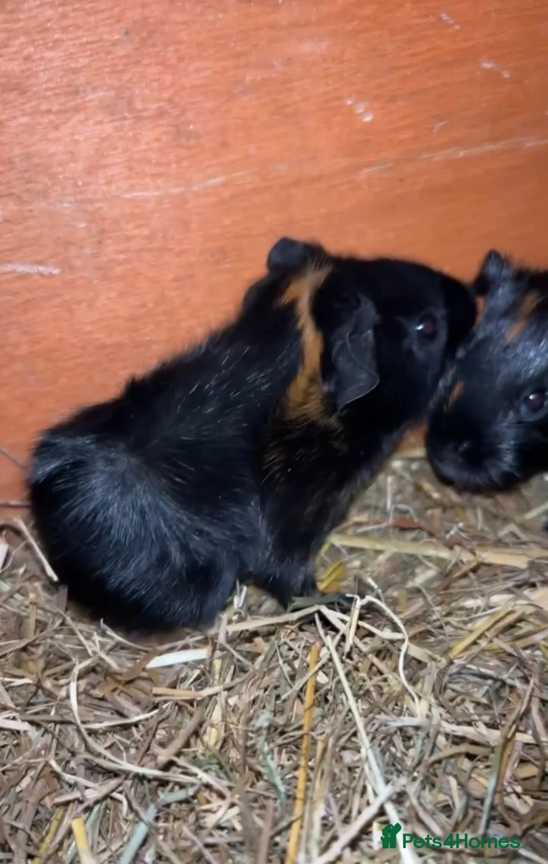 Guinea Pig rodents for sale: Baby guinea pigs for sale  - Advert 2
