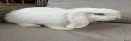 Mini Lop rabbits for sale: 1 Lovely handsome mini lop buck and adult. - Advert 20