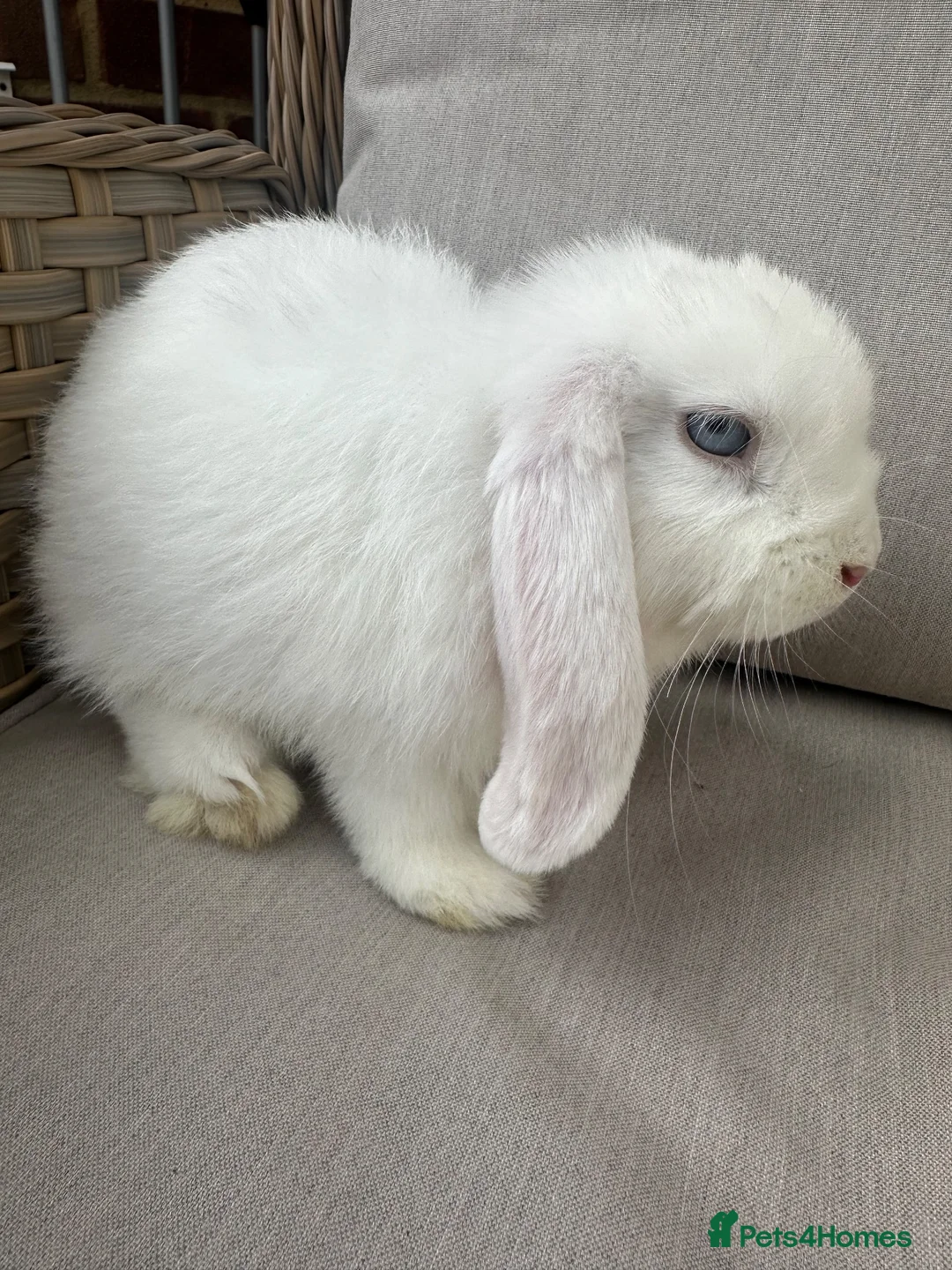 Mini Lop rabbits for sale: 1 Lovely handsome mini lop buck and adult. - Advert 20