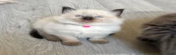 Ragdoll cats for sale: 1 Girl & 2 Boys - TICA Registered - Cuddly, Gentle - Advert 33