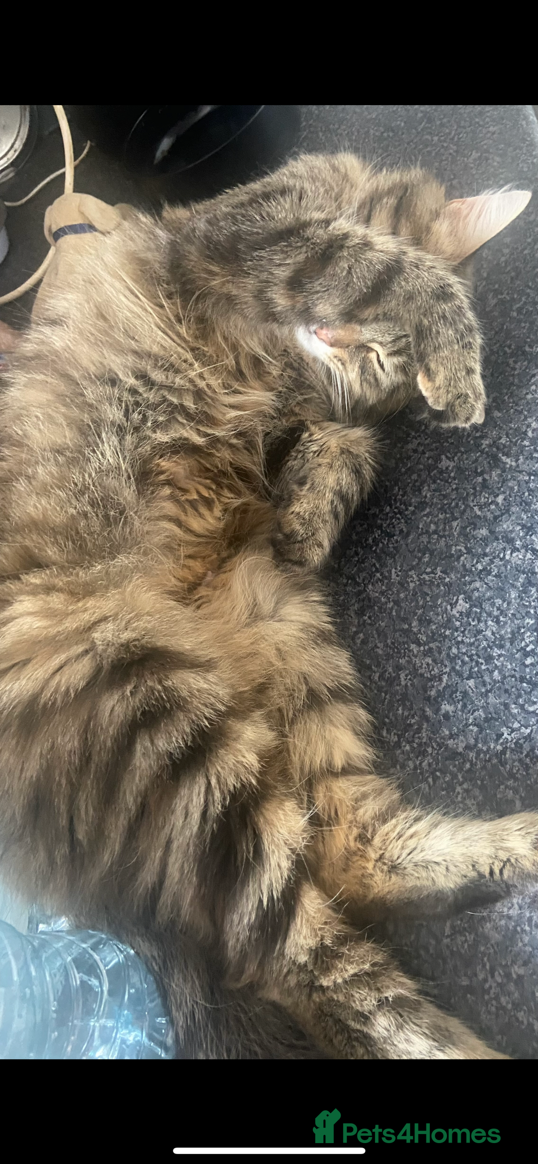 Mixed Breed cats for sale: Mabel  - Image 4