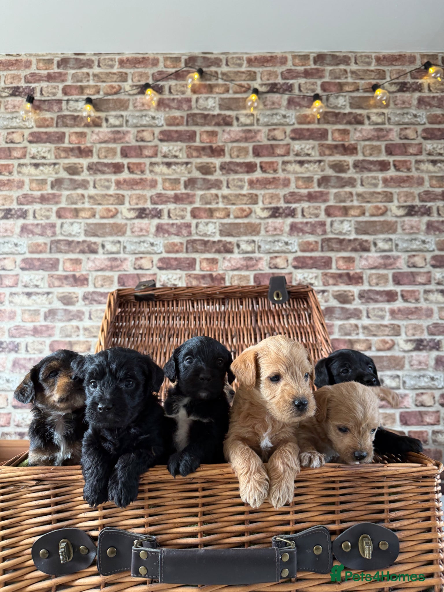 Mixed Breed dogs PatterPoo Litter - Advert 5