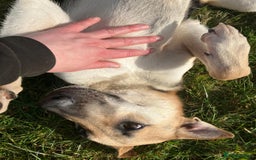 Mixed Breed dogs for adoption: JACK FOR ADOPTION OR FOSTER IN CORNWALL OR DEVON - Image 4