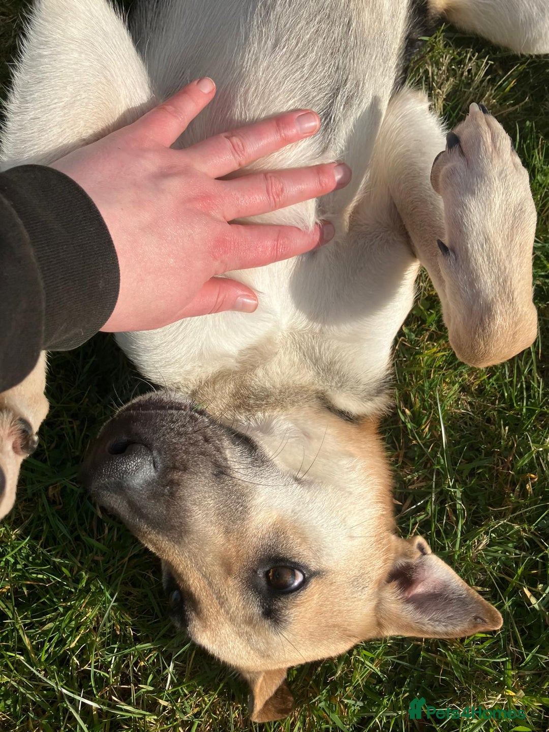 Mixed Breed dogs for adoption: JACK FOR ADOPTION OR FOSTER IN CORNWALL OR DEVON - Image 4