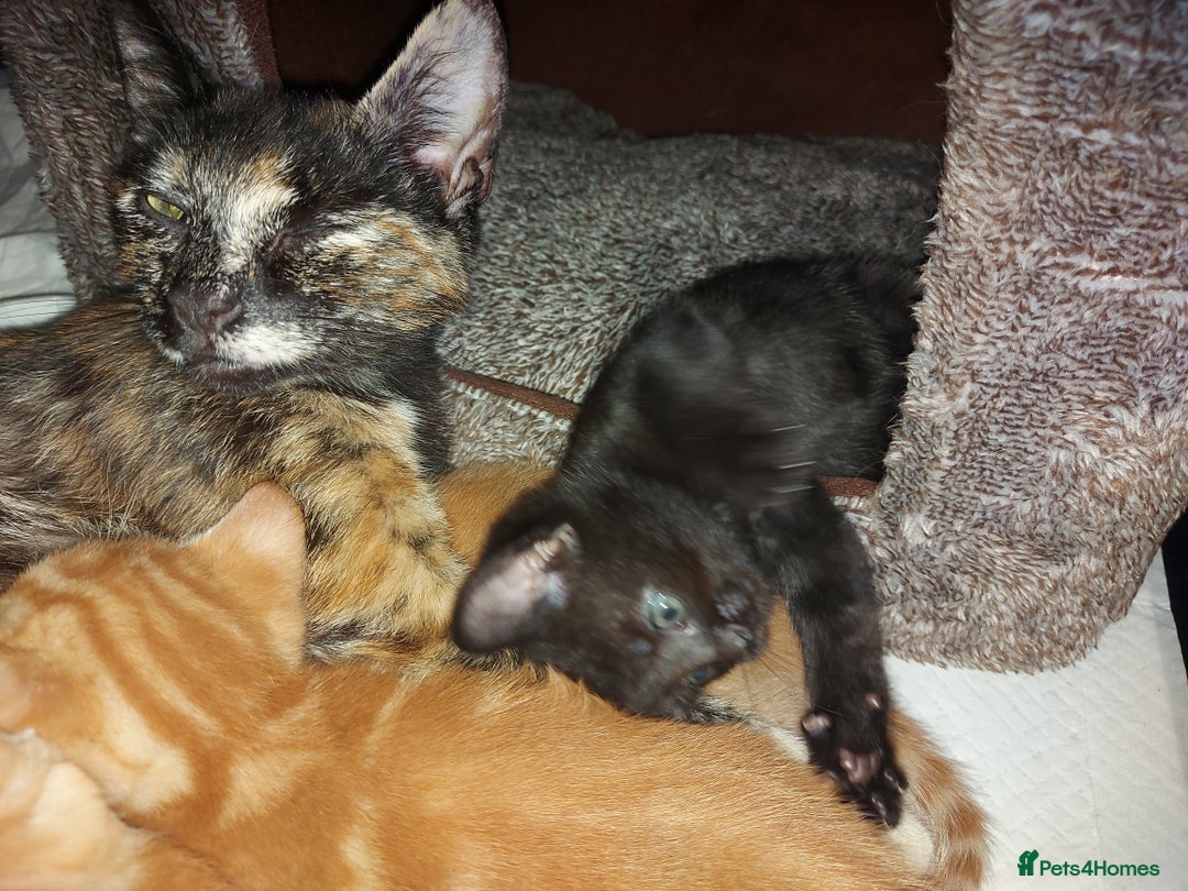 Domestic Shorthair cats for sale: 2 Female Kittens For Sale - Image 4
