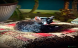 Mixed Breed cats for sale: Playful kittens - Image 8