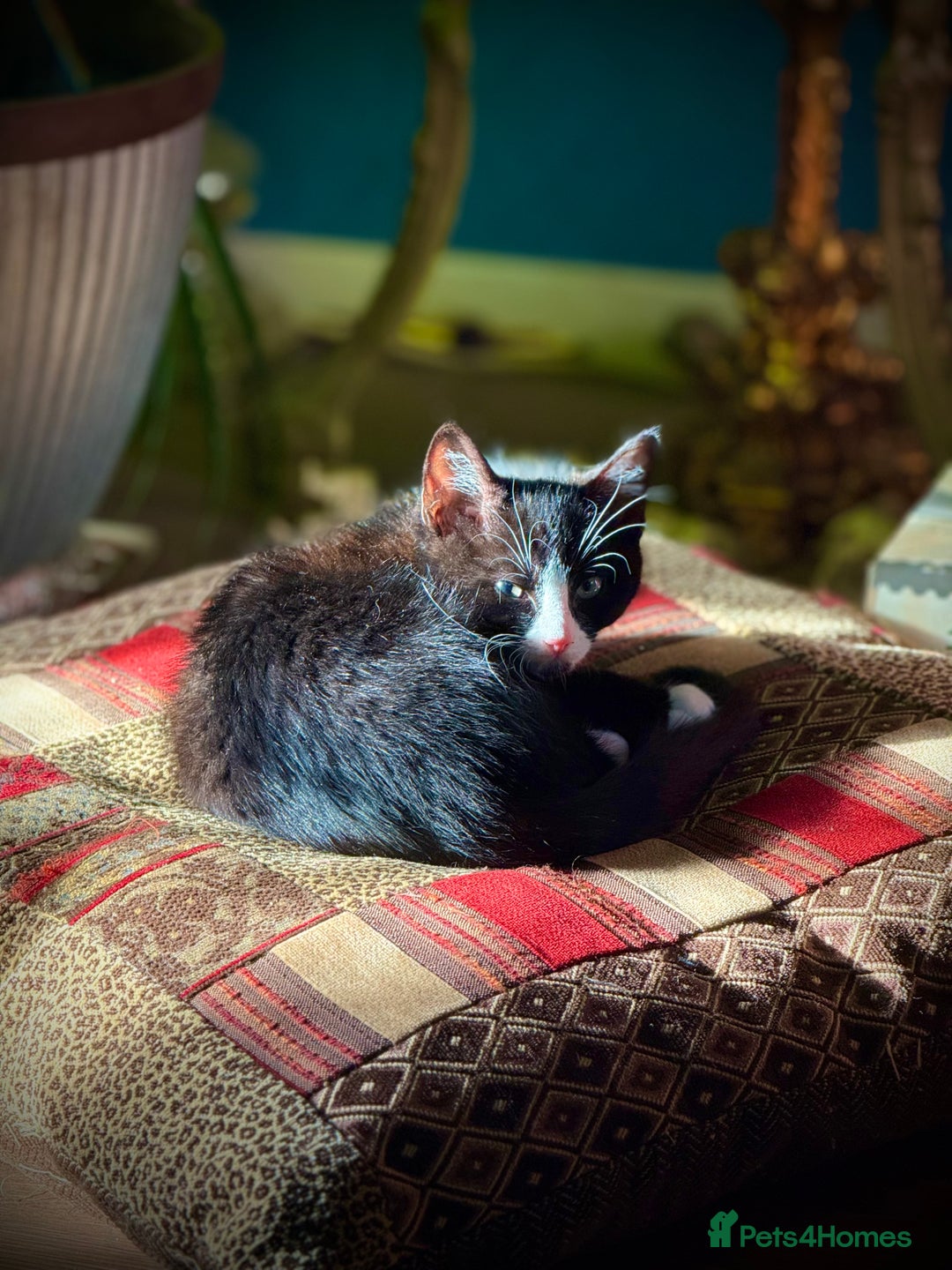Mixed Breed cats for sale: Playful kittens - Image 8