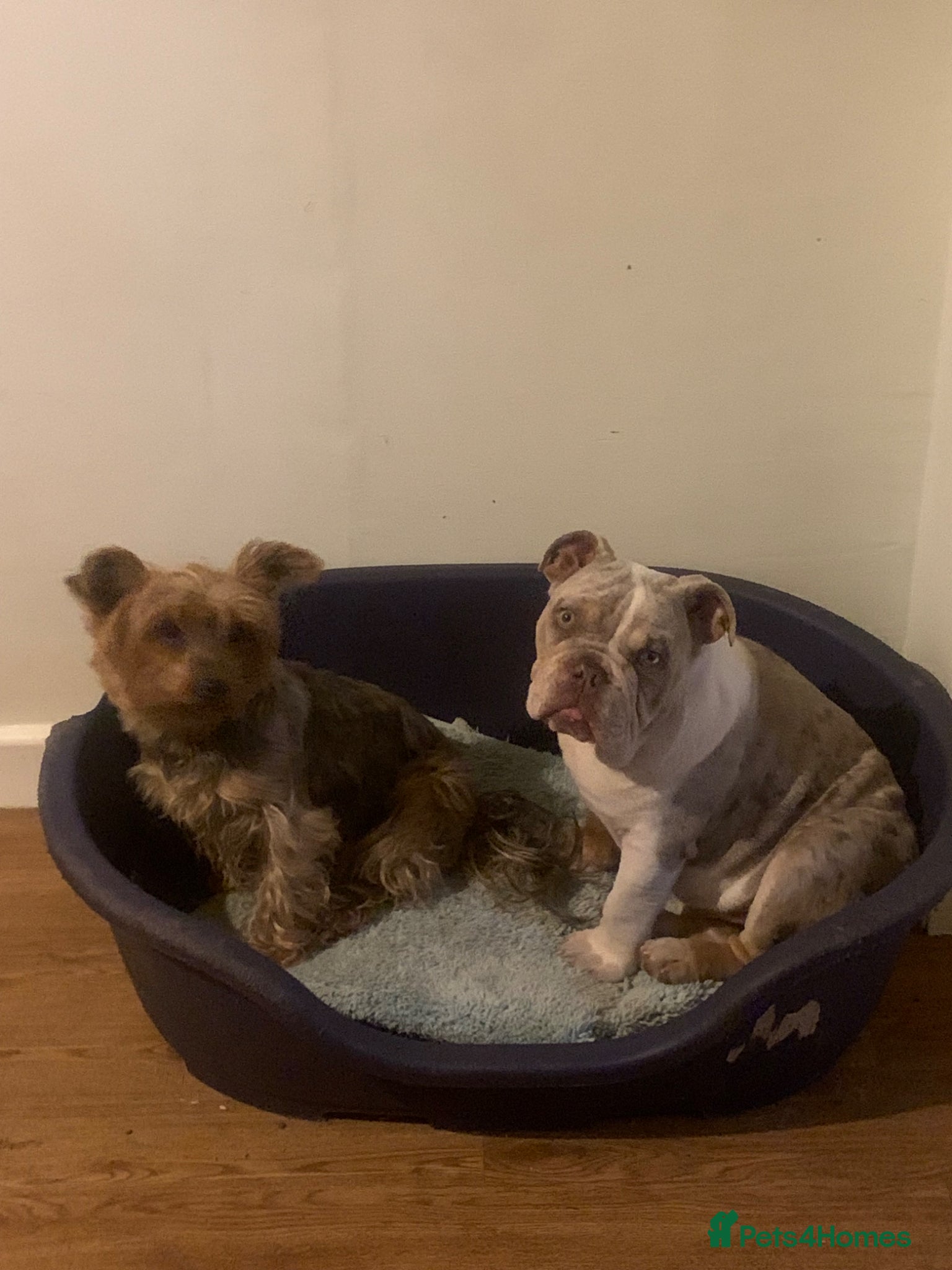 English Bulldog dogs Best boy that ever was  - Advert 2