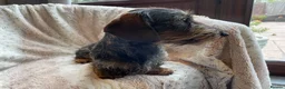 Miniature Dachshund dogs for sale: Miniature Wire Haired Dachshunds  - Advert 7