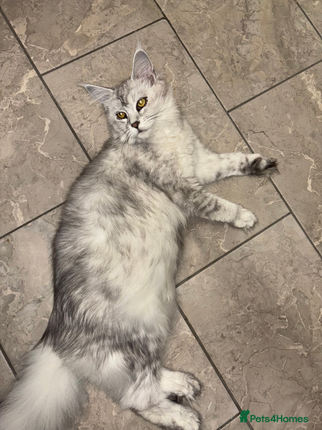 Maine Coon cats for sale: Beautiful Maine coon kittens TICA registered  - Image 19