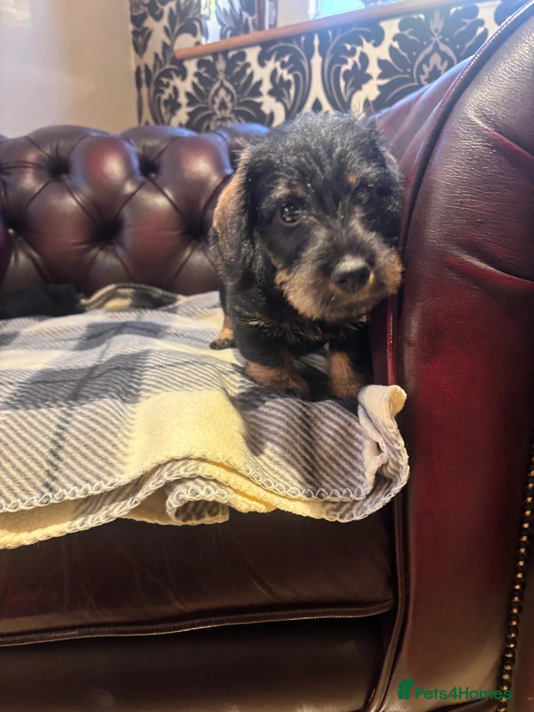 Miniature Dachshund dogs for sale: Miniature WIRE haired dachshund  - Advert 8