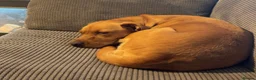Labrador Retriever dogs for sale: Fox red Labrador puppies  - Advert 1