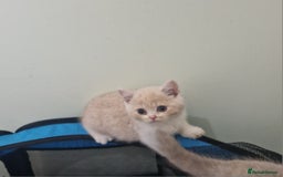 British Shorthair cats for sale: BEAUTIFUL BRITISH SHORTHAIR GCCF registered kitten - Image 7