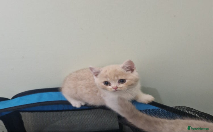 British Shorthair cats - Advert 3