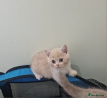 British Shorthair cats - Advert 12