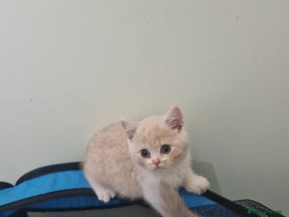 British Shorthair cats - Advert 24