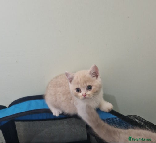 British Shorthair cats - Advert 2