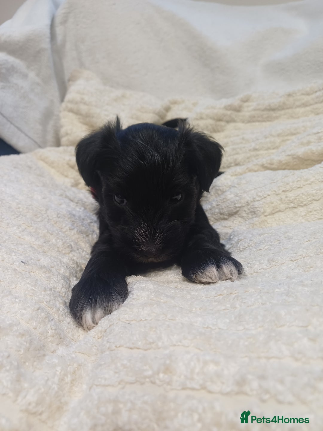 Miniature Schnauzer dogs for sale: Miniature Schnauzers  - Advert 10