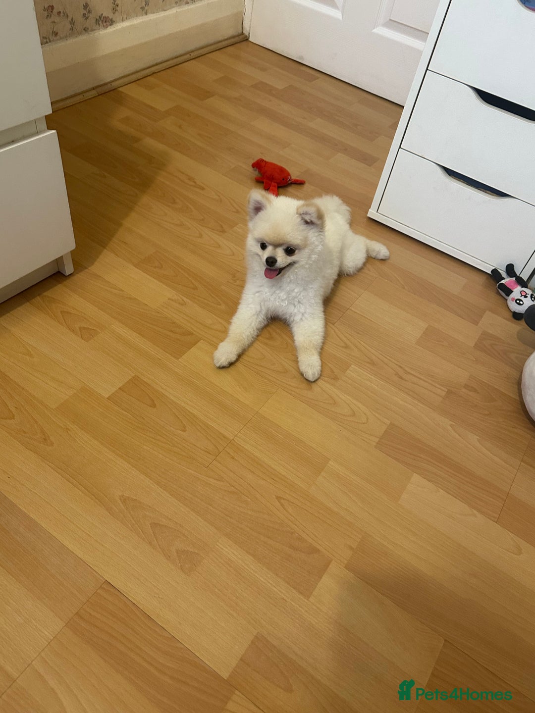 Pomeranian dogs for sale: 🐾✨ Adorable Male White Pomeranian Puppy ✨🐾 - Image 4